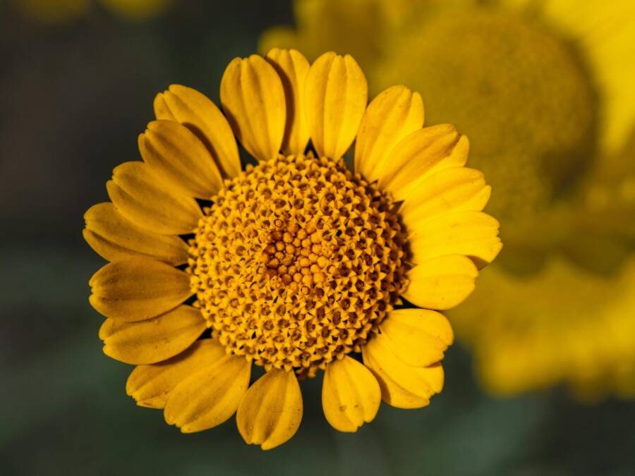 一朵鮮豔的黃色楓樹是花瓣的亮點，非常適合自然主題。