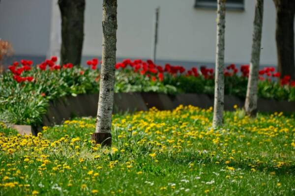 上鏡場景，修剪花草的免費圖庫相片