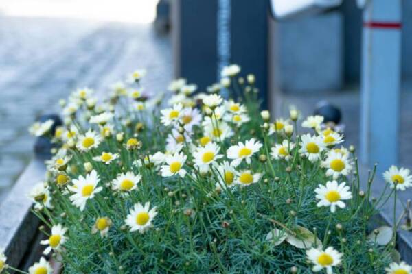 阿塞拜疆巴庫鵝卵石街道旁盛開的白色雛菊的特色。