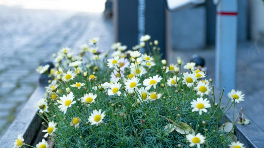 阿塞拜疆巴庫鵝卵石街道旁盛開的白色雛菊的特色。