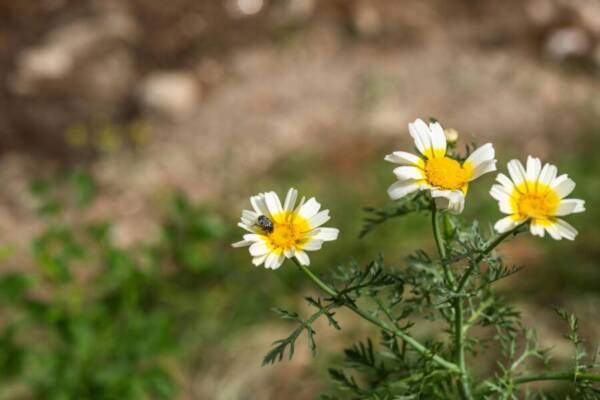 土耳其的亞洲免費圖庫相片
