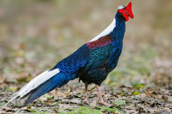 鳥, 藍色, 地方病的免費圖庫相片