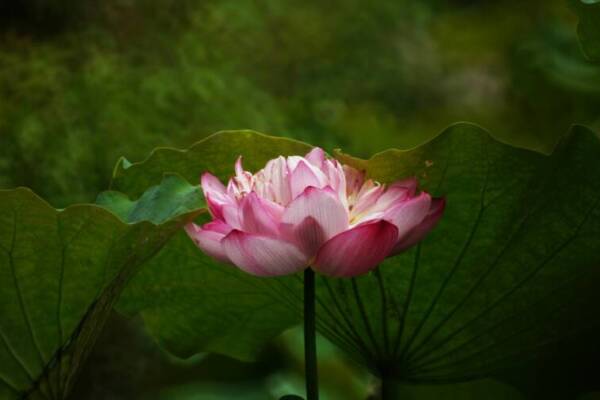 重點鏡頭：一朵鮮豔的粉蓮花在茂盛的綠葉中綻放。