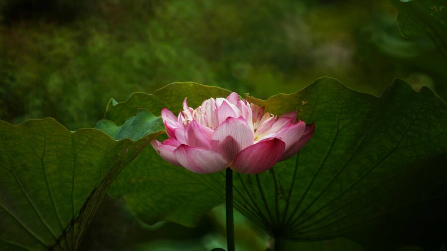 新北冬日泡湯加散步暖心路線：溫泉與步道一日遊攻略