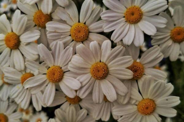 @戶外，剪紙花草的免費圖庫相片