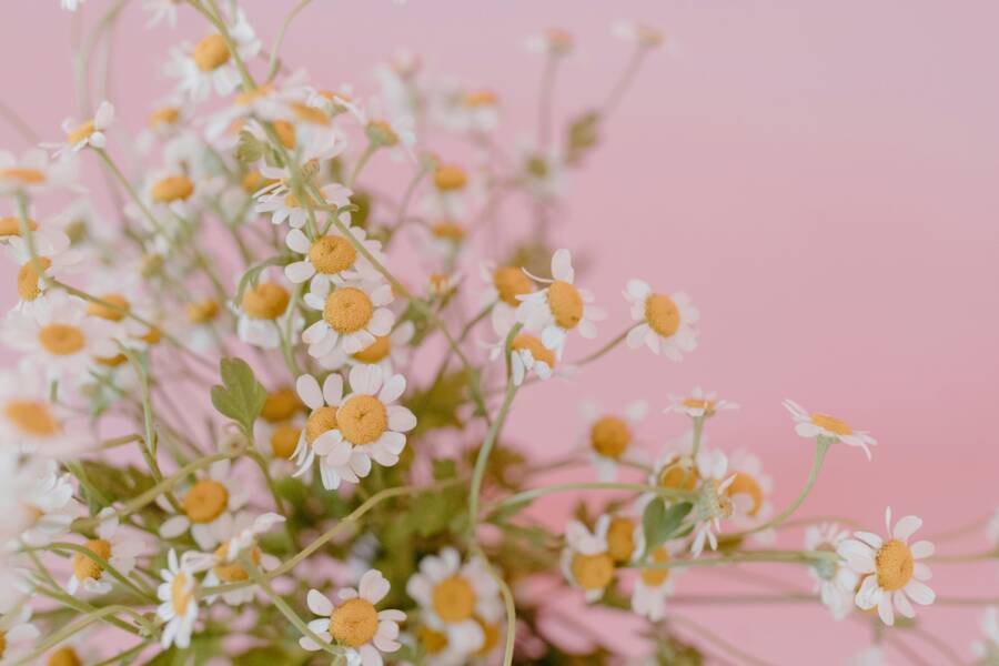 天性、寧靜的免費圖庫相片