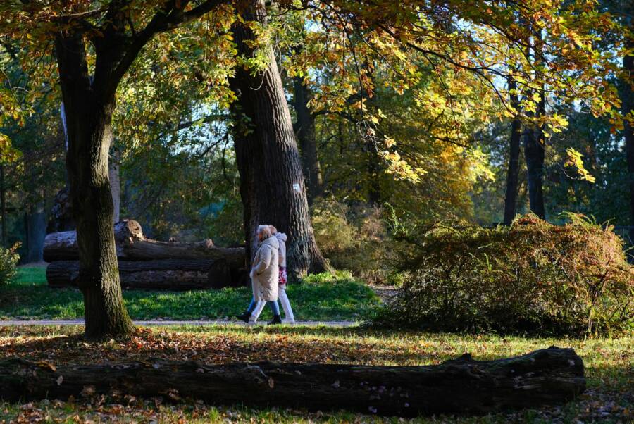 南投秋天看楓紅與落葉松的緩慢散步路線：親子與長輩友善的慢遊指南