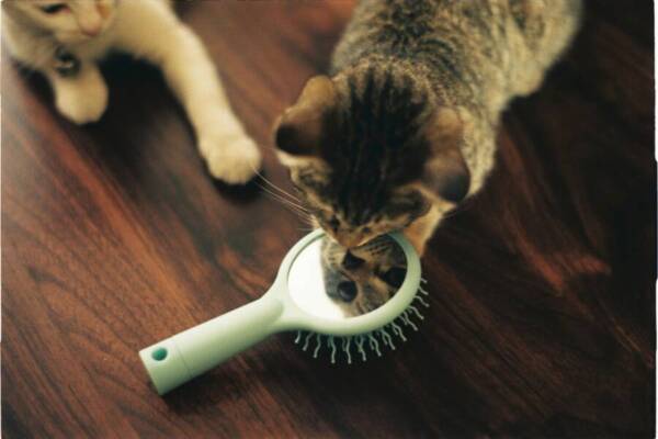 # 室內, 貓播放, 內部的免費圖庫相片