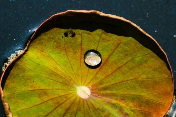 荷葉上的水滴突出，凸顯了驚人的生動性和鮮豔的色彩。