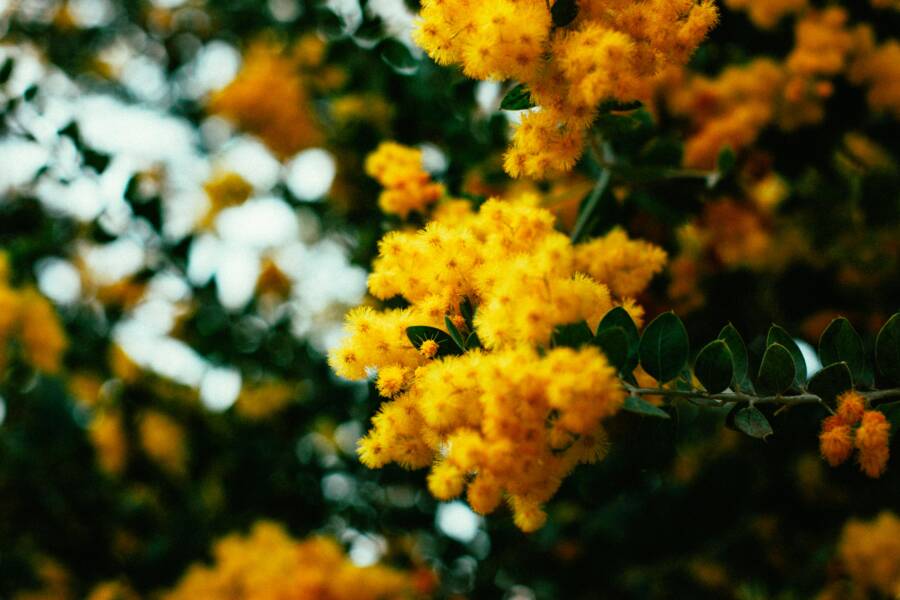 黃花