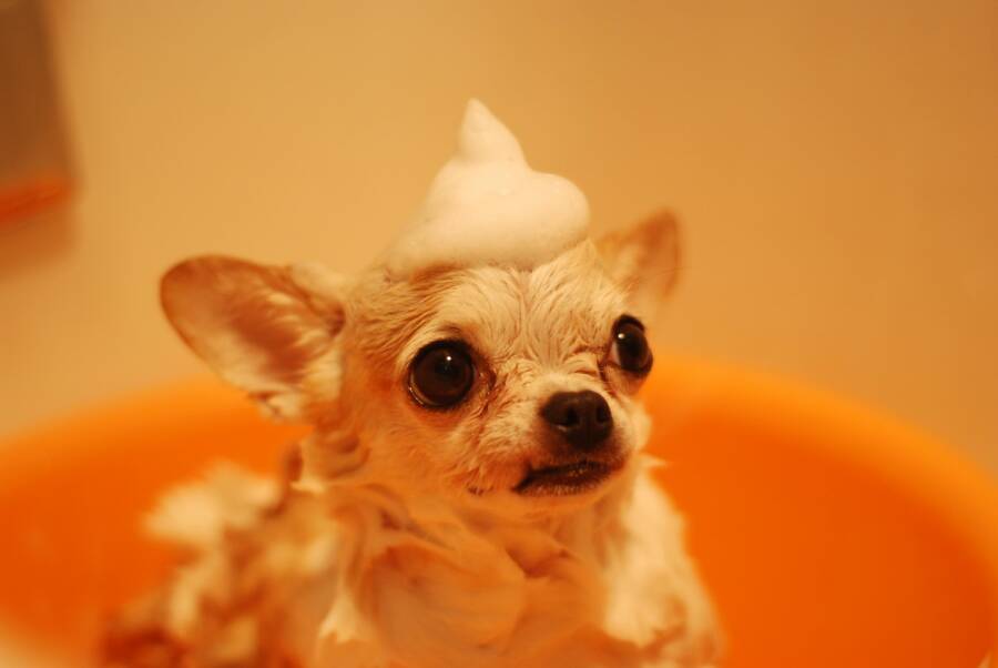 Home Depot Cleaning Must-Haves for Pet Owners