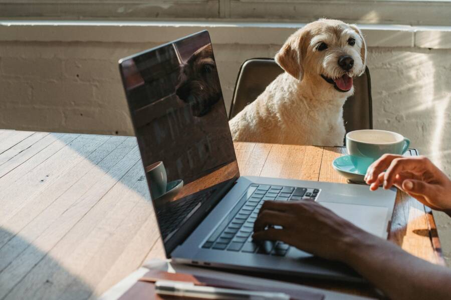 How to Create a Pet Owner Starter Kit from Home Depot