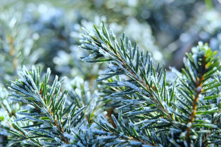 特寫鏡頭展現了覆滿霜雪的常綠樹枝，展現冬日之美。