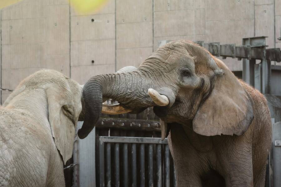 兩頭非洲像在動物園互動，展現了它們的社交行為和雄偉氣勢。