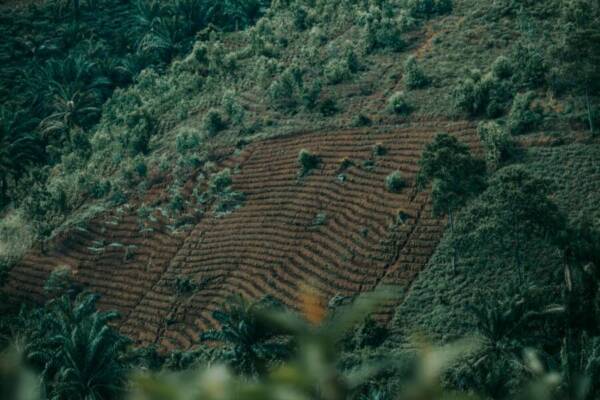 從空中俯視鬱鬱蔥蔥的山坡上層層疊疊的梯田，呈現了自然美景和農業景象。