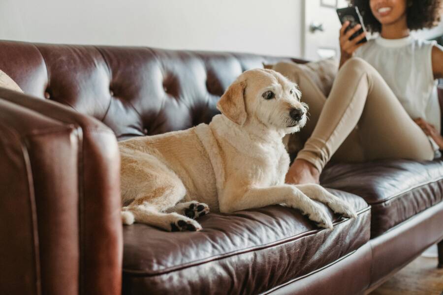 Pet Toy Storage Solutions Using Home Depot Items
