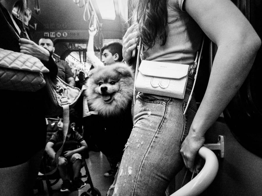 Black and white image of people with a Pomeranian dog on a bus in Istanbul.