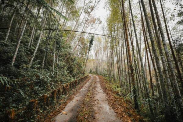 Explore a tranquil bamboo forest pathway in Taiwan during fall, showcasing nature
