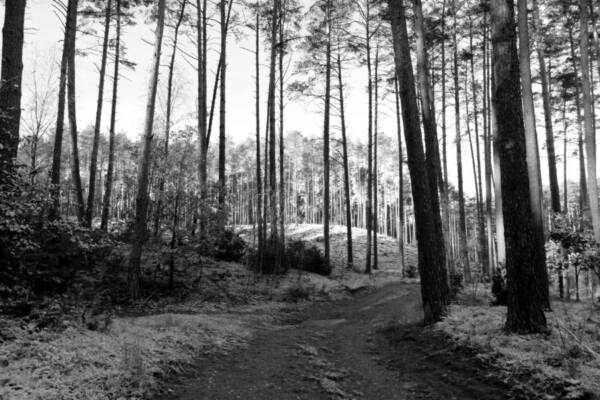 A tranquil path through a dense pine forest captured in black and white, evoking a calm and serene mood.