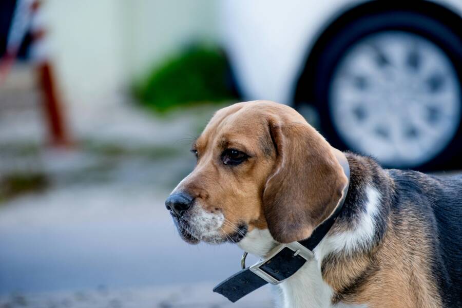 桃園寵物友善咖啡廳與散步景點組合全攻略：現況、設施、價位與日間路線