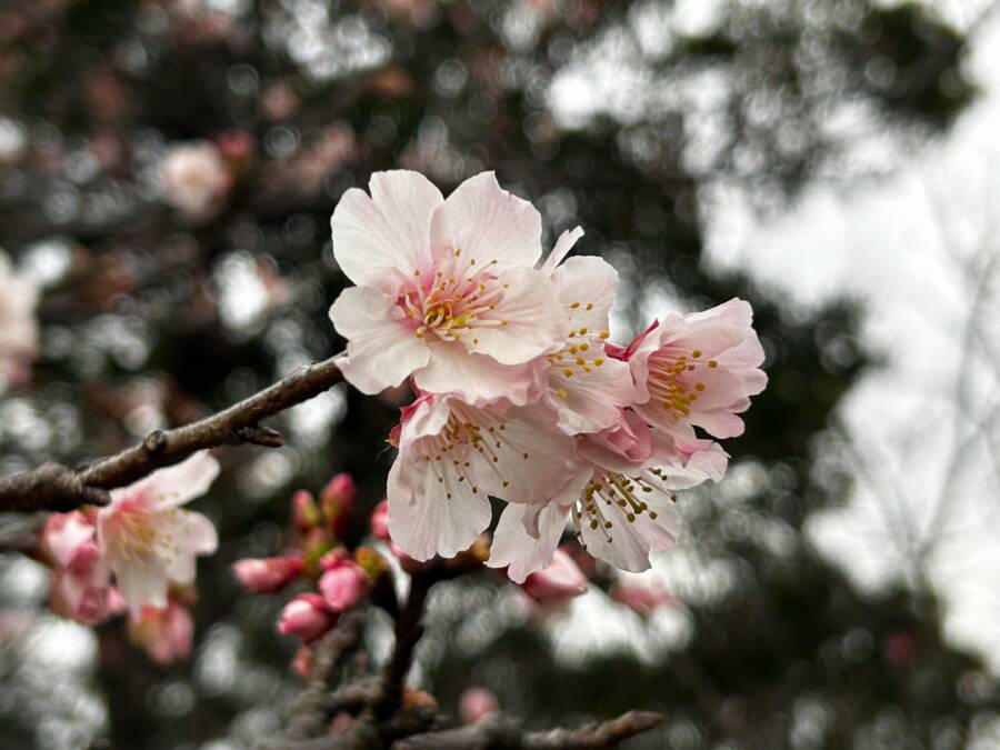 Delicate pink cherry blossoms blooming in a Taipei park during spring.