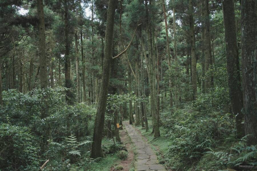 象山步道的隱藏觀景平台