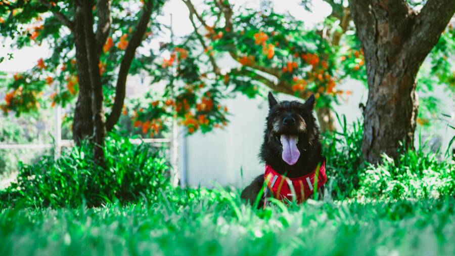 Black dog in a sunny Taichung area