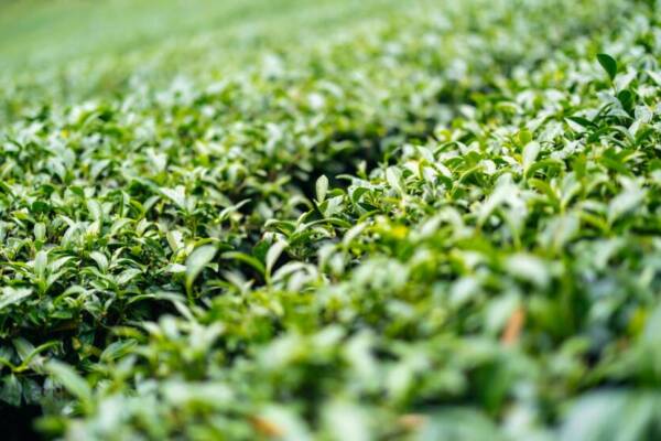 A panoramic view of a vibrant green tea plantation in Taiwan, showcasing lush rows of tea plants.