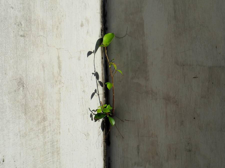 如何在反抗控制時承受壓力,建立自信與心理韌性 A lone green plant grows on a concrete wall, showcasing urban resilience in Hong Kong