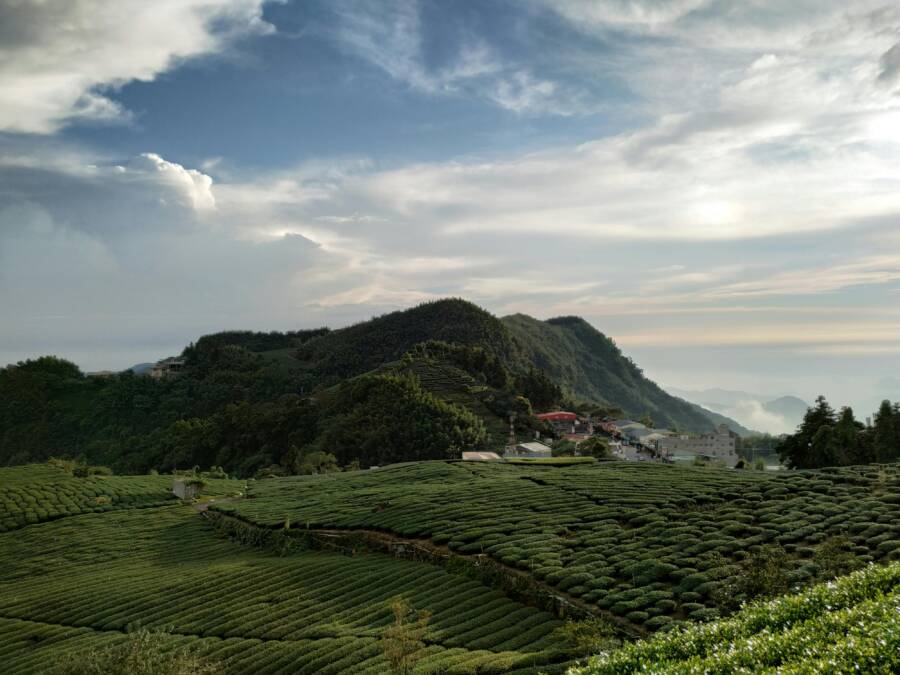 茶園景緻