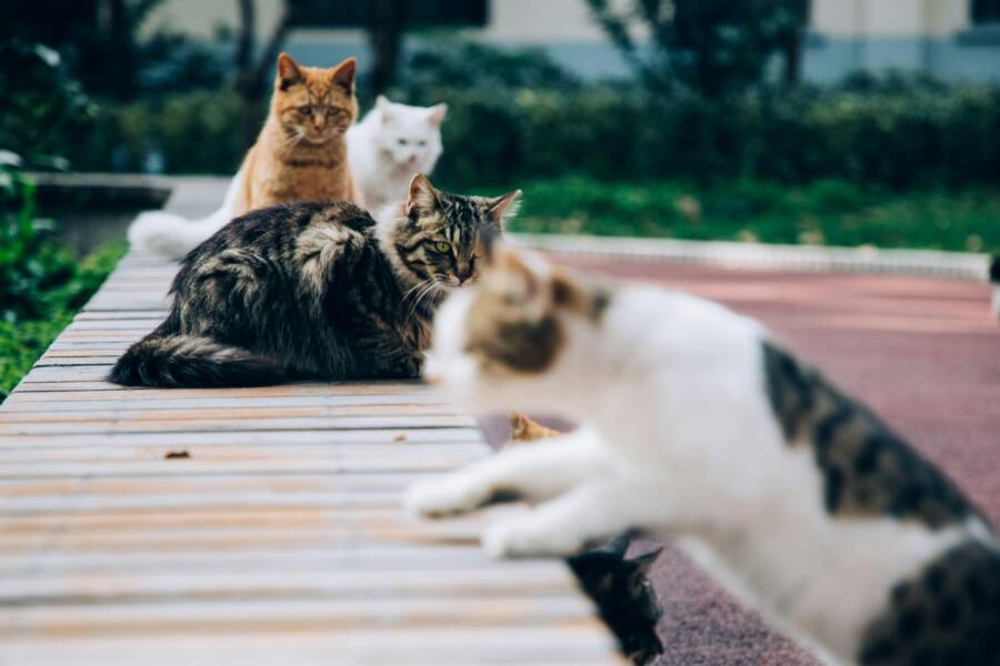 pexels-photo-5093399-49hfrH.jpg