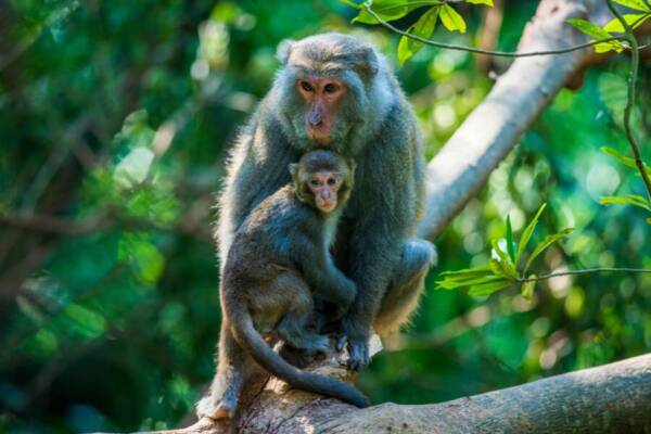 Formosan rock macaque with baby perched on a branch in a lush Taiwanese forest.
