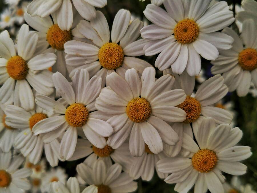 @戶外，剪紙花草的免費圖庫相片