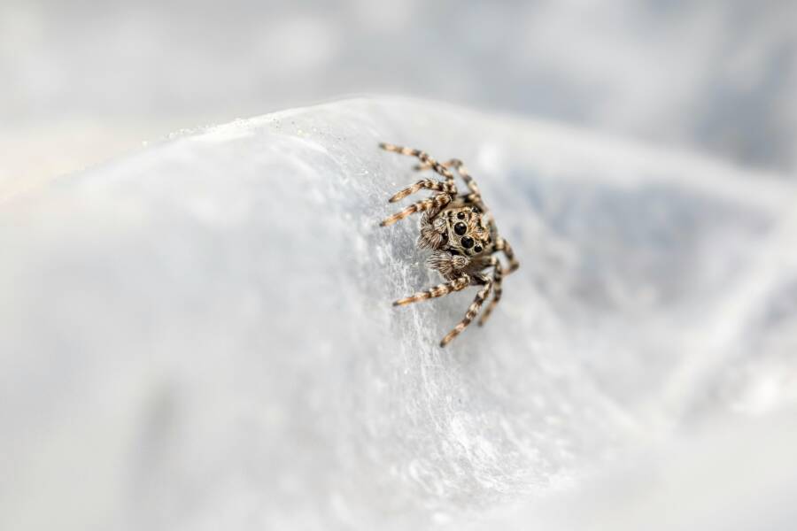 @戶外、salticidae、Web 的免費圖庫相片
