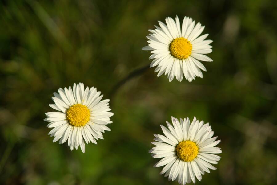 USB-C Not Working on Phone? Fix Chargers and Earbuds Fast