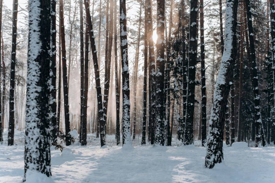 @戶外，一月，下雪的免費圖庫相片