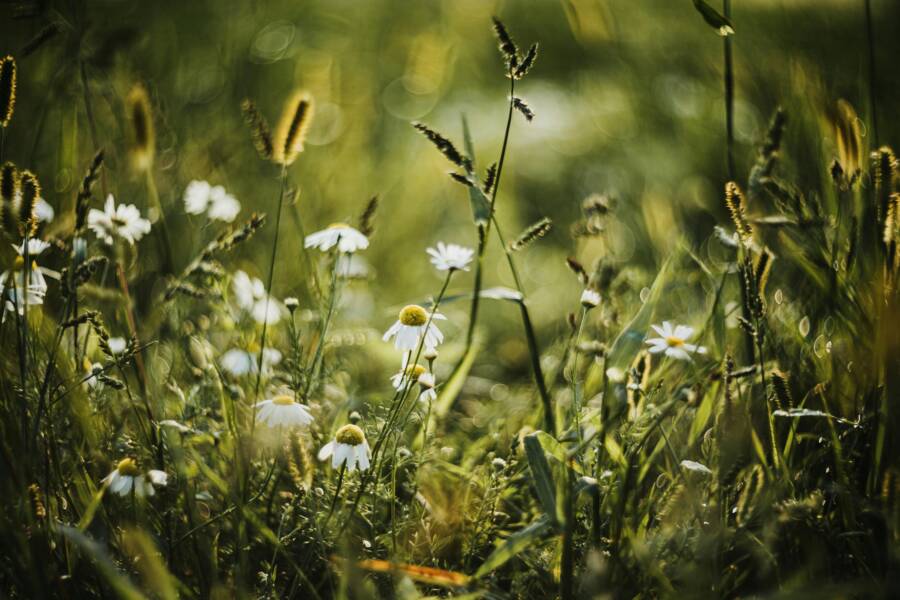 leucanthemum vulgare、和平的免費圖庫相片