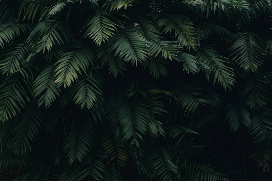 How to Fix Blurry Wallpapers on Your Phone (Simple, Step-by-Step Guide) 綠葉
