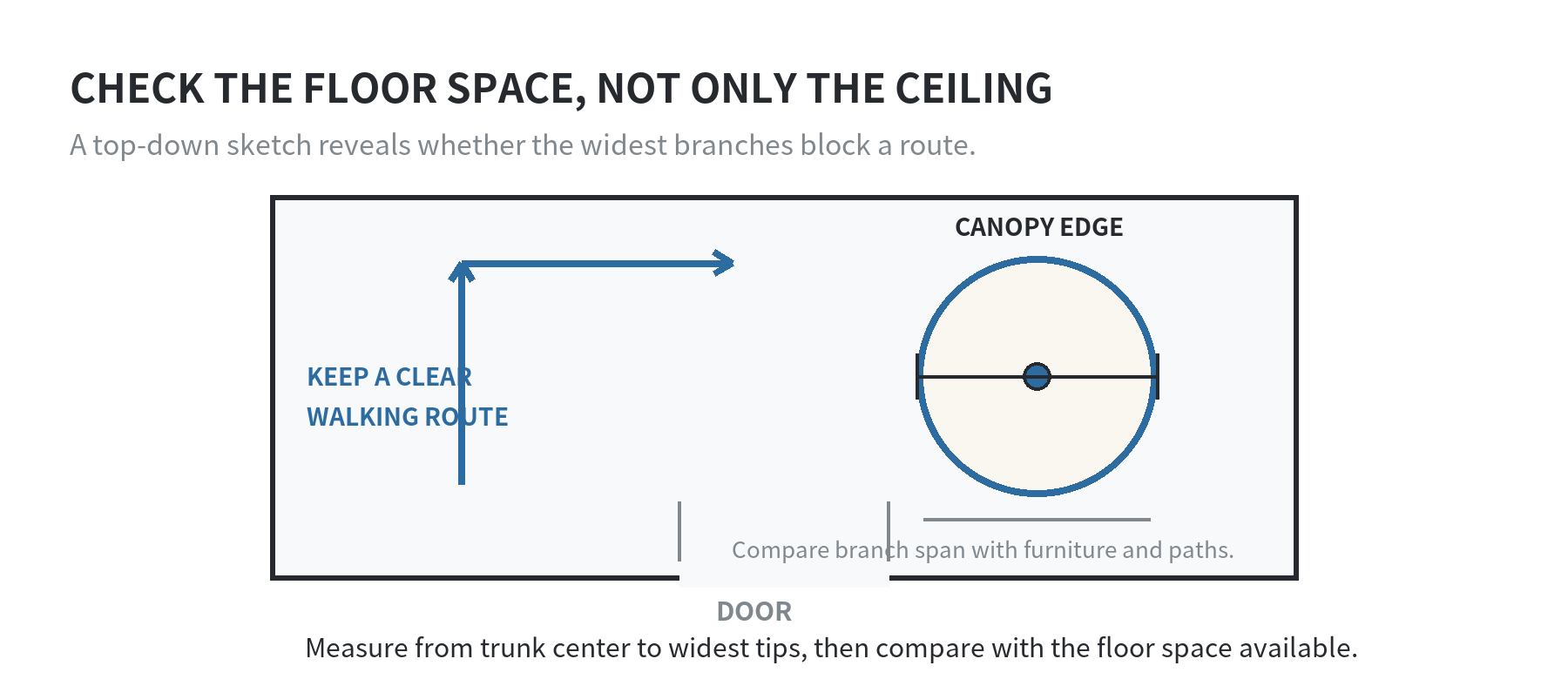 Top-down room sketch showing a tree’s widest branch span and a clear walking route to the doorway.